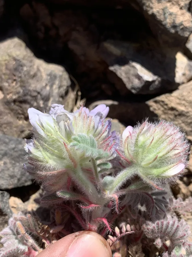 Astragalus sphaeranthus