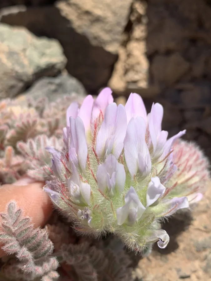 Astragalus sphaeranthus