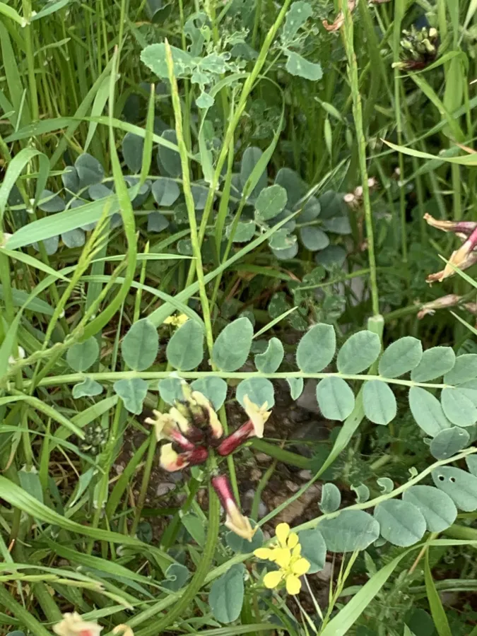 Astragalus suberosus