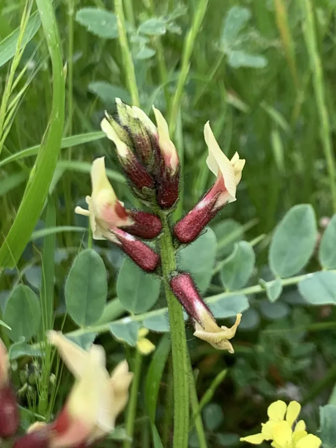 Astragalus suberosus