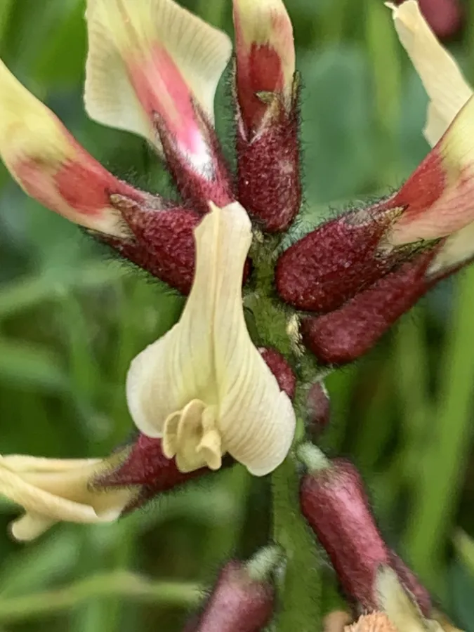 Astragalus suberosus