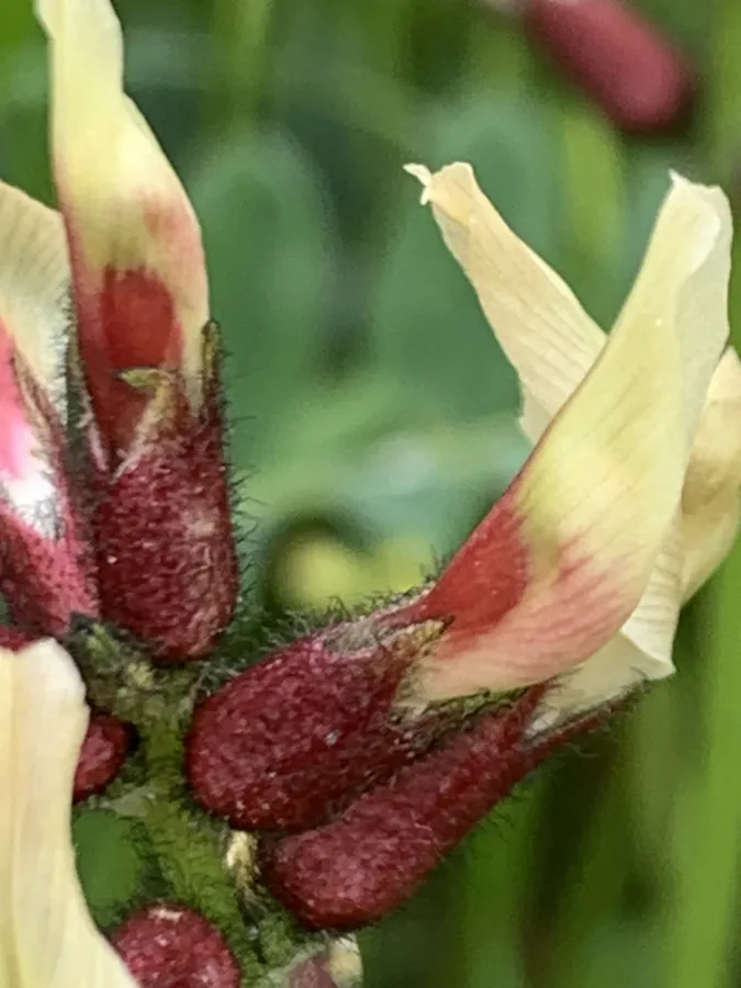 Astragalus suberosus