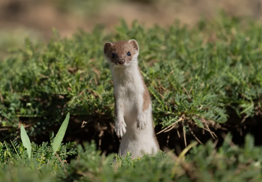Least Weasel