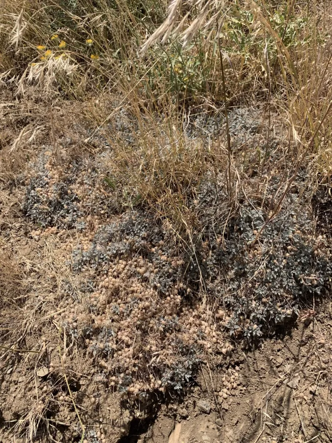 Astragalus tortuosus