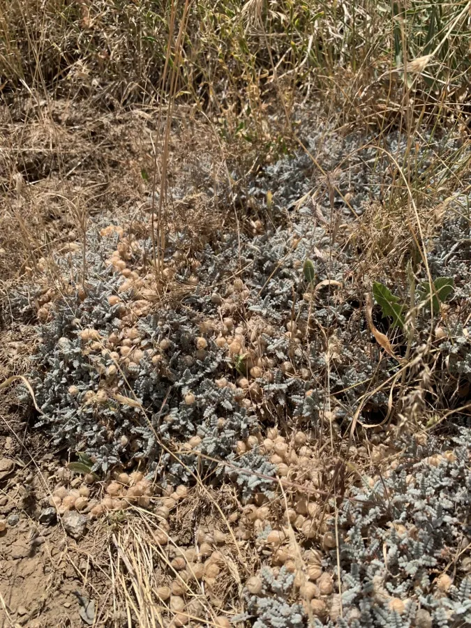 Astragalus tortuosus