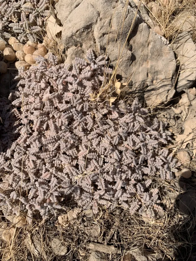 Astragalus tortuosus