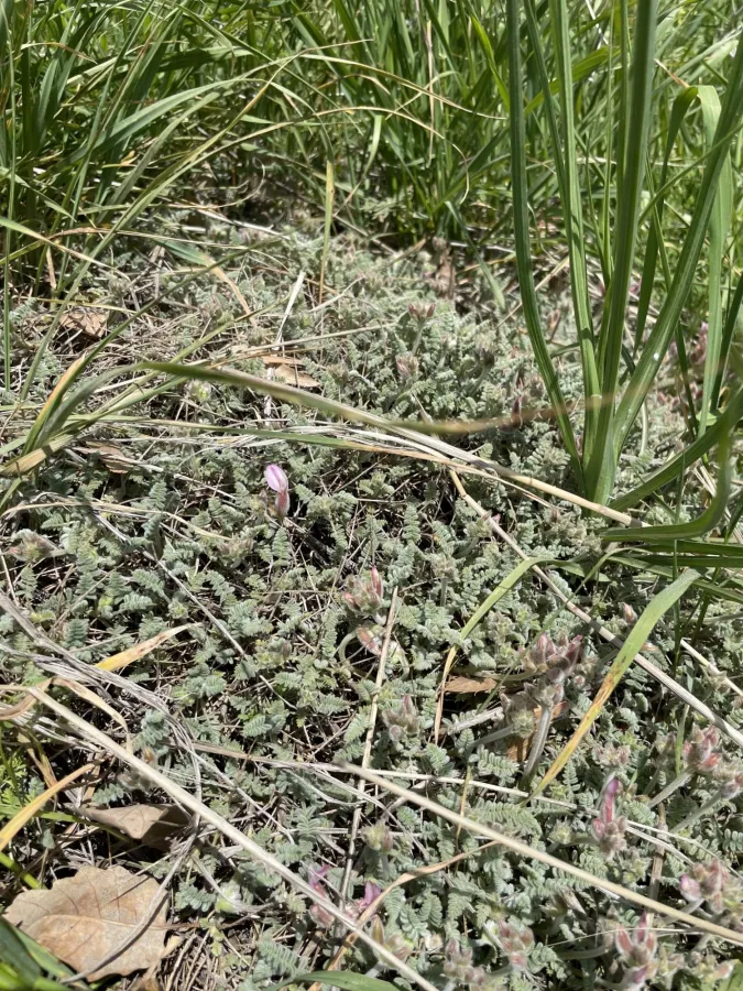Astragalus tortuosus