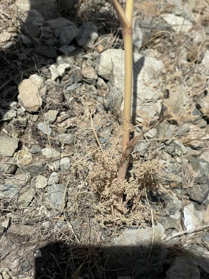Astrodaucus orientalis