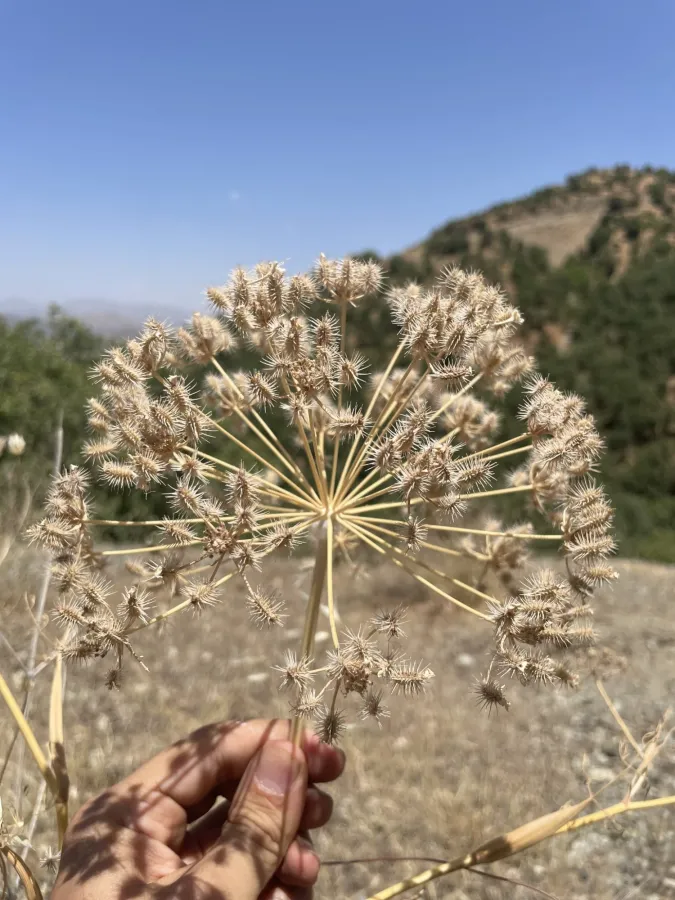 Astrodaucus orientalis