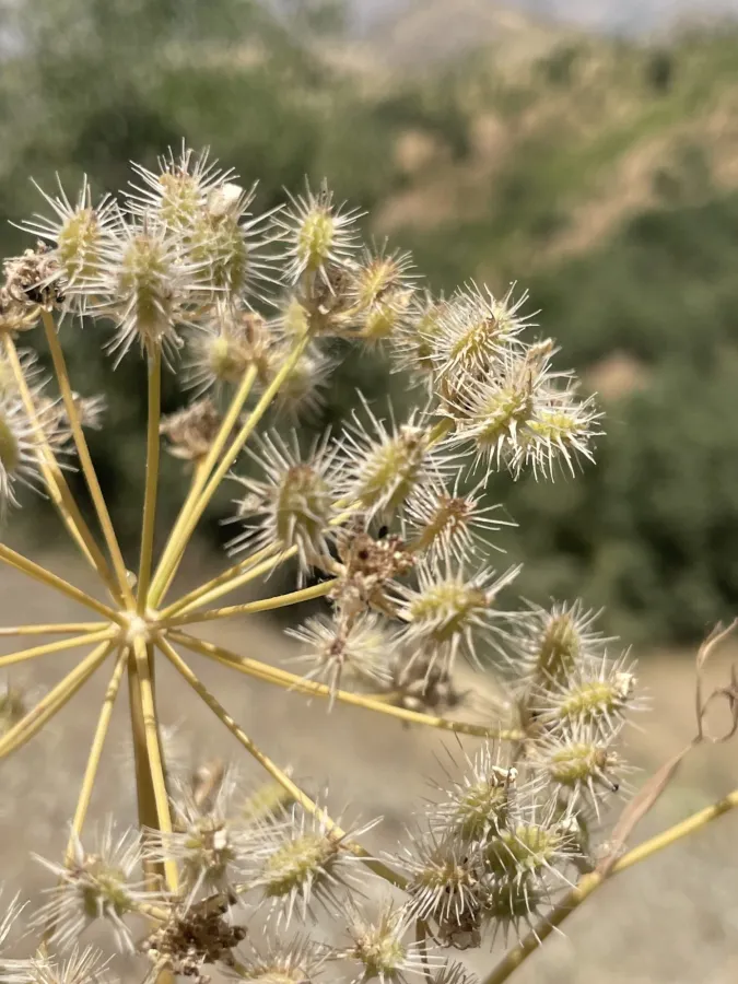 Astrodaucus orientalis