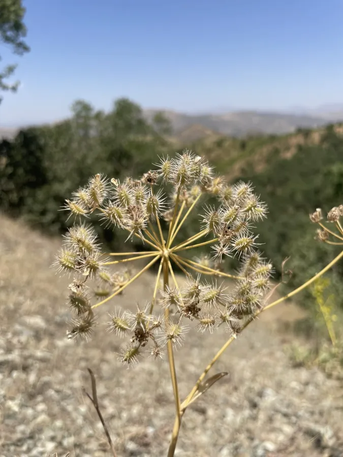 Astrodaucus orientalis