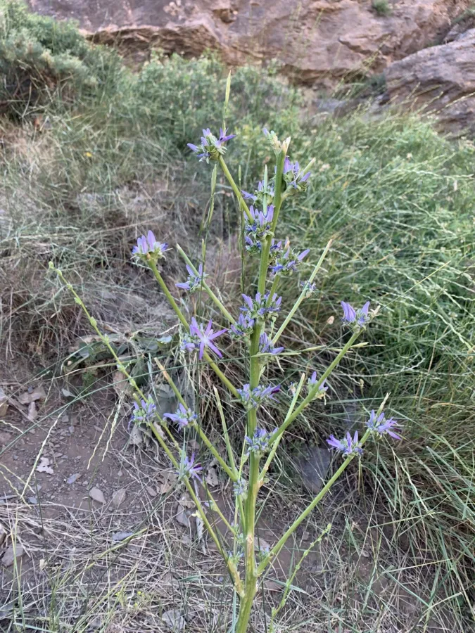 Asyneuma pulchellum