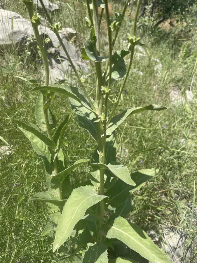 Asyneuma pulchellum