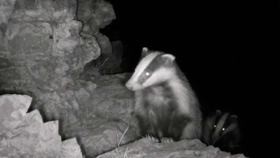 Middle East Badger