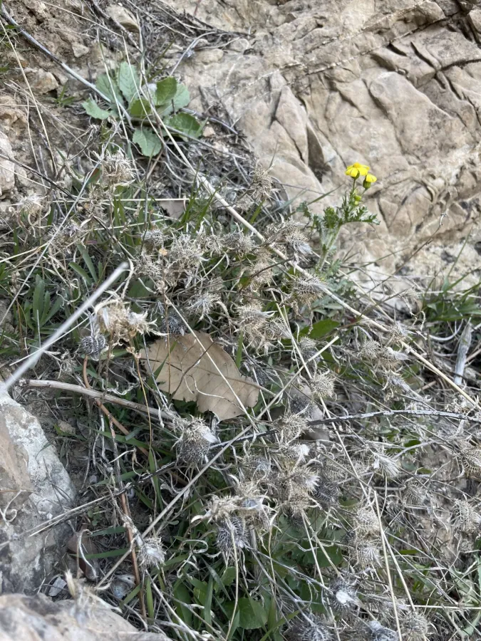 Atractylis cancellata