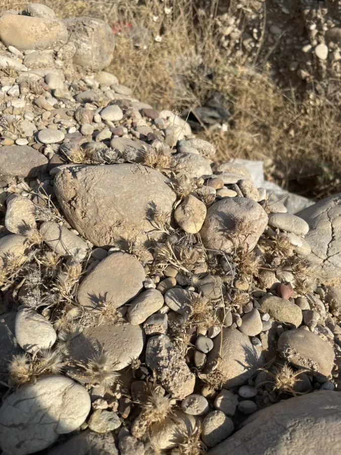 Atractylis cancellata