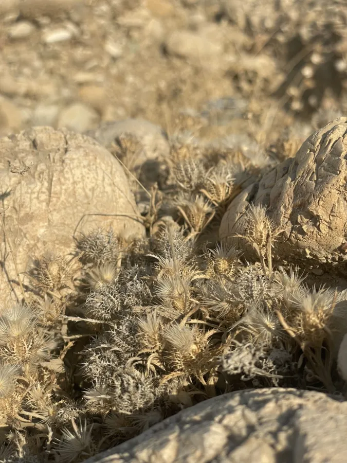 Atractylis cancellata