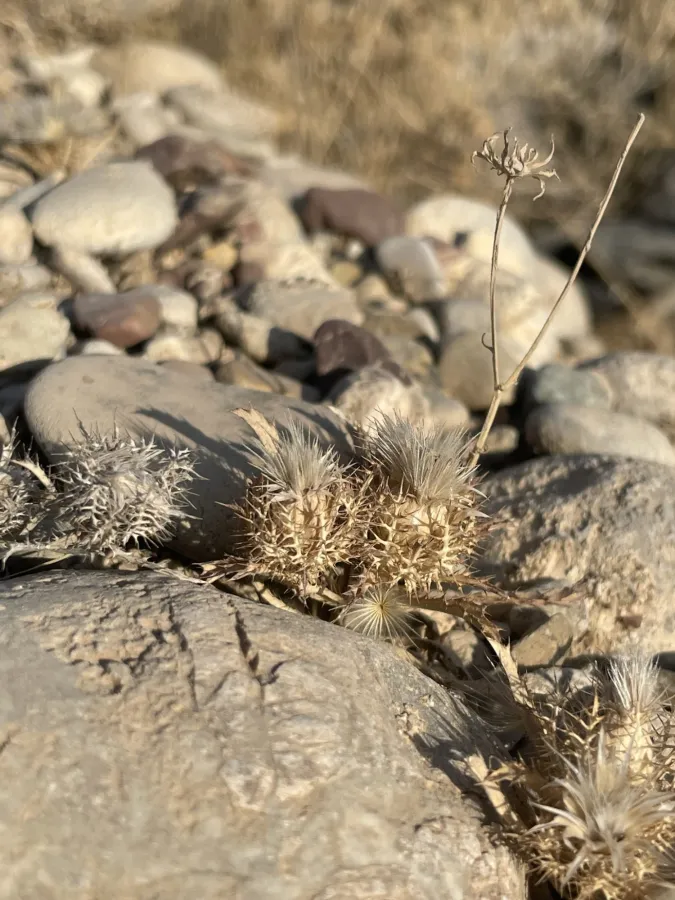 Atractylis cancellata