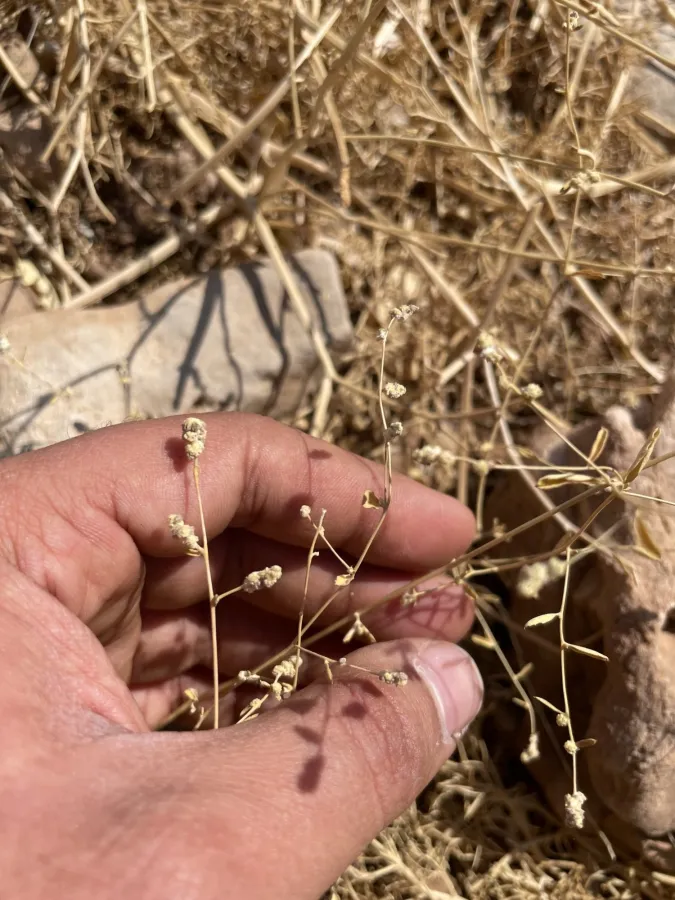 Atriplex lasiantha