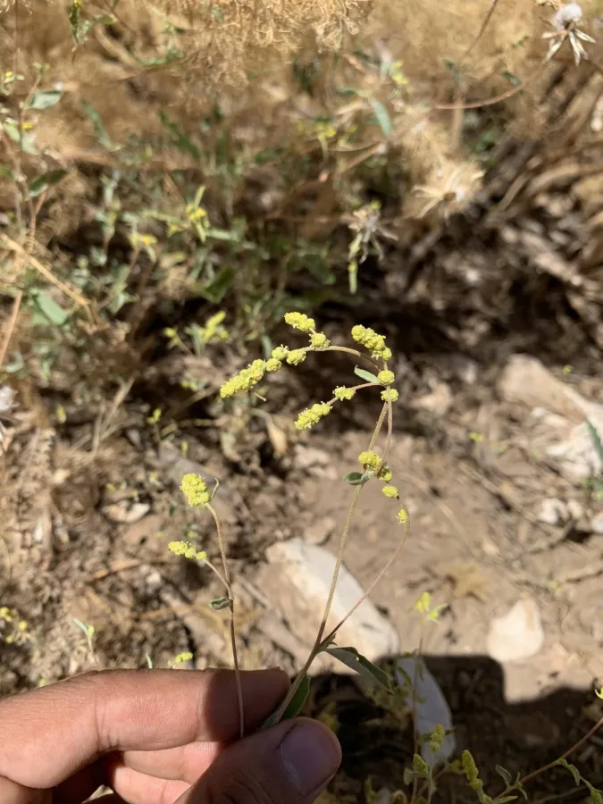 Atriplex lasiantha