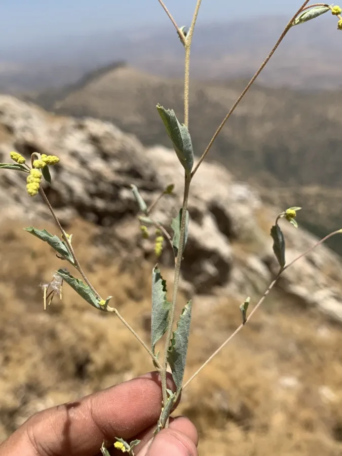 Atriplex lasiantha