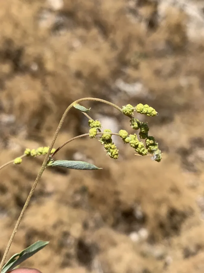 Atriplex lasiantha