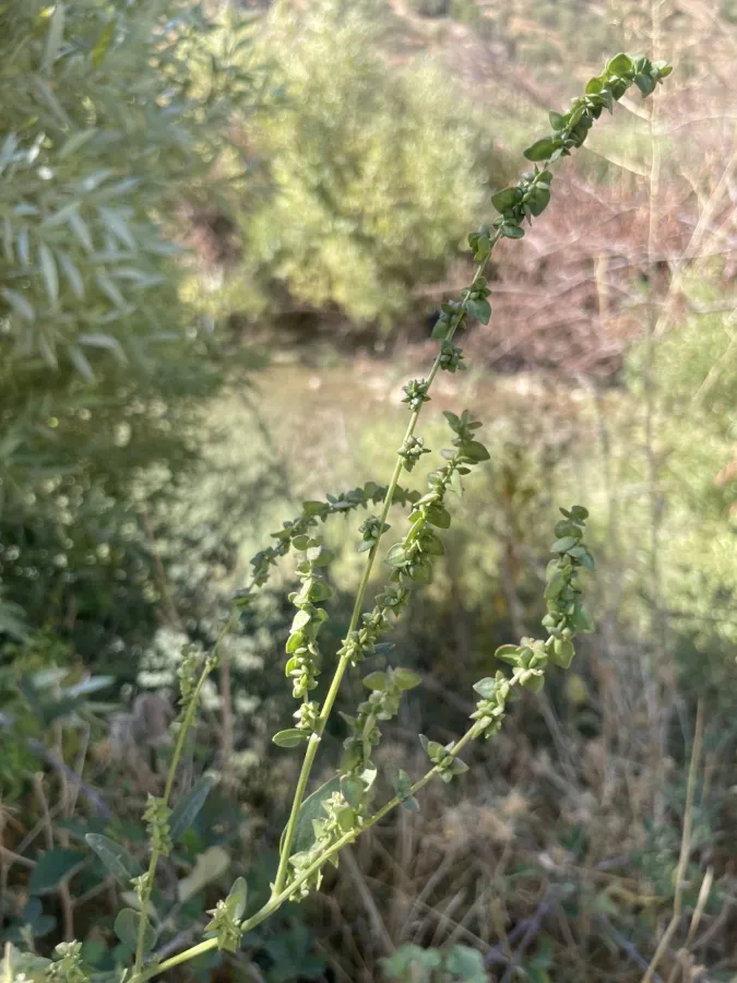 Atriplex micrantha
