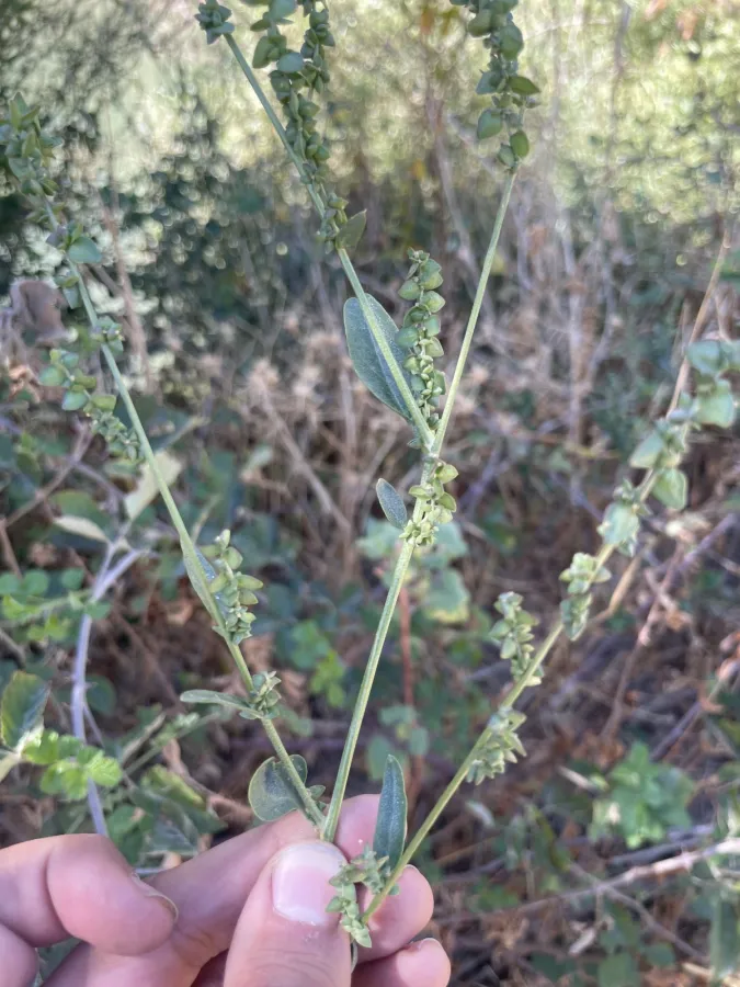 Atriplex micrantha