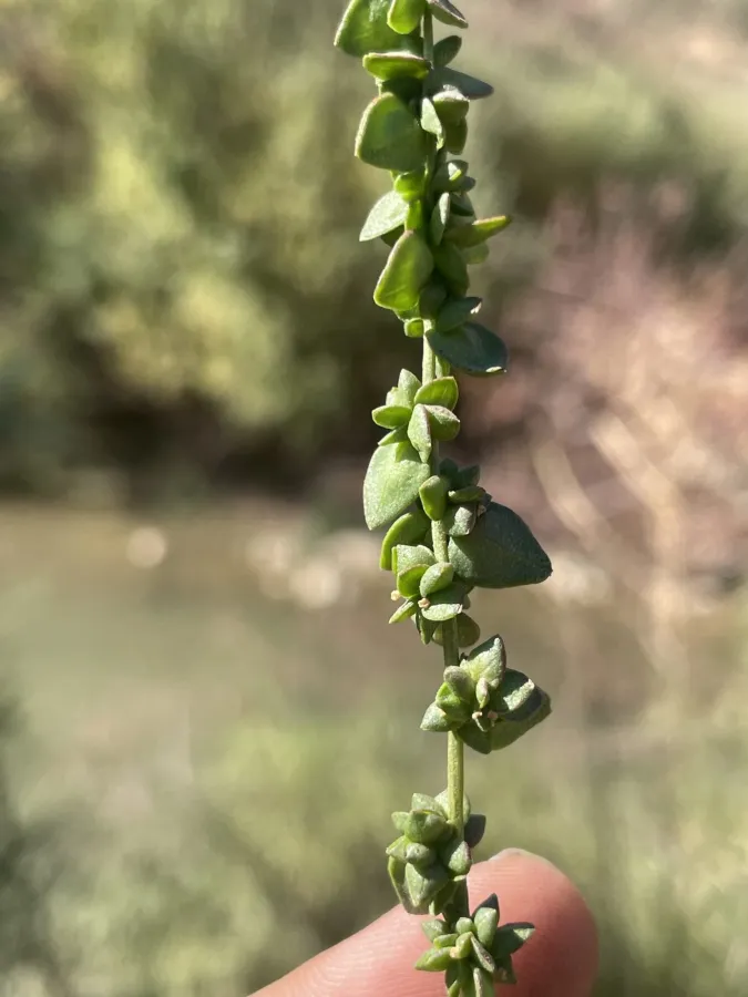 Atriplex micrantha