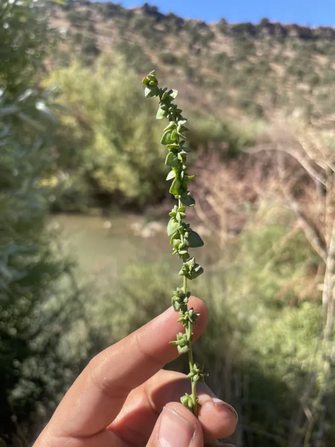 Atriplex micrantha