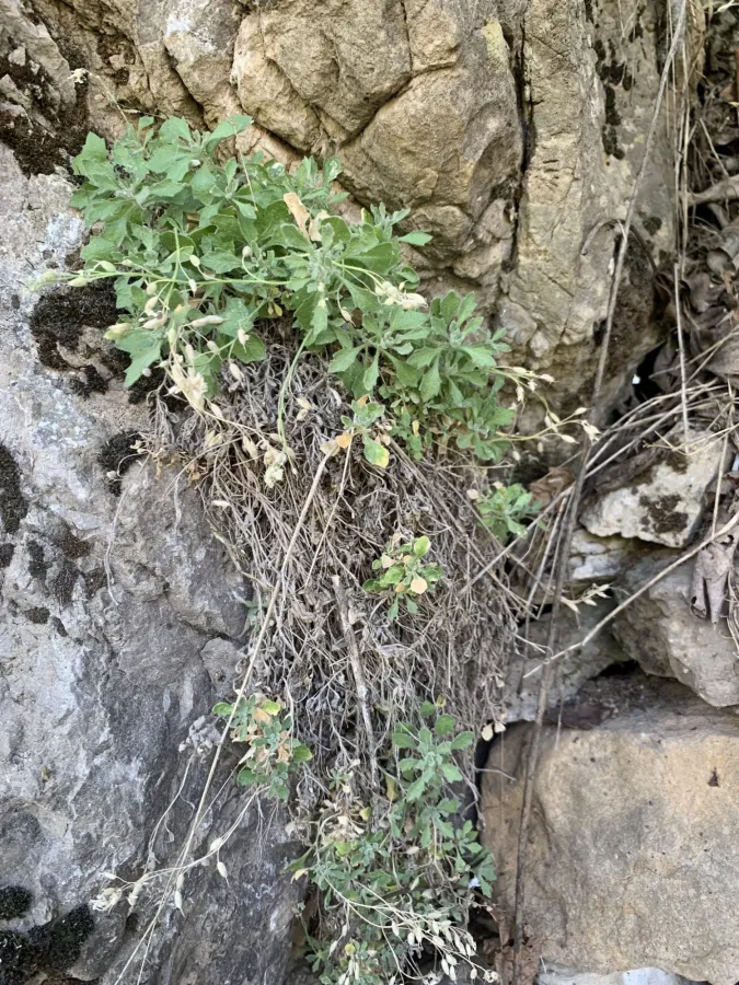 Aubrieta parviflora