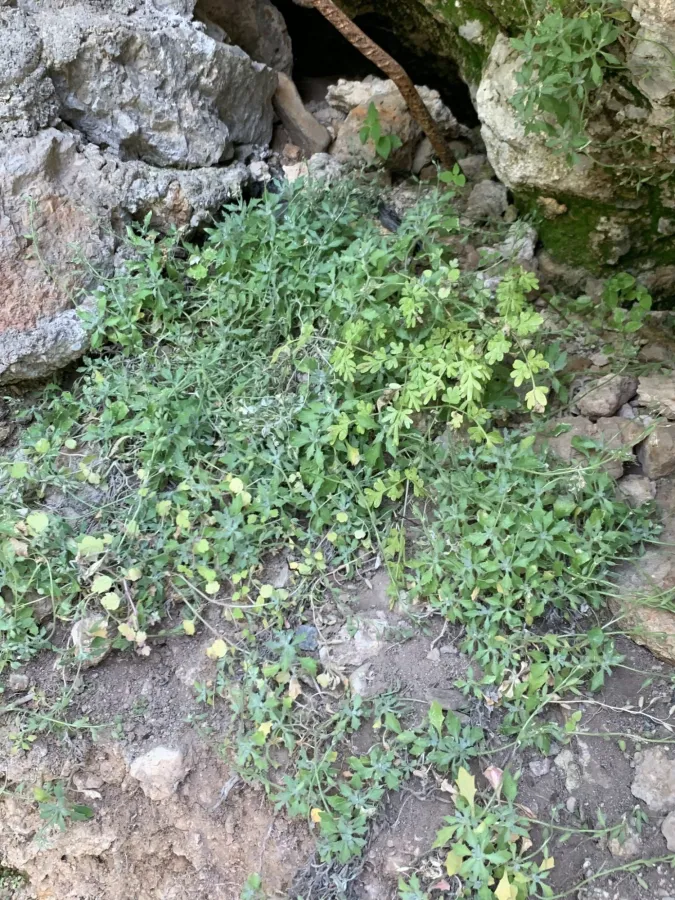 Aubrieta parviflora