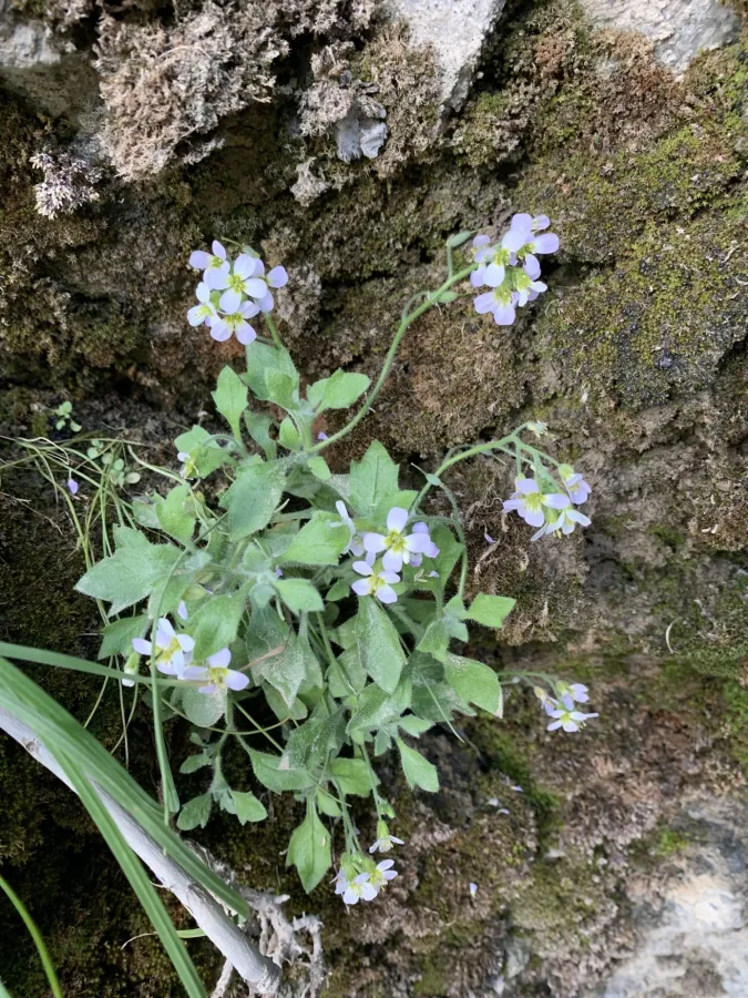 Aubrieta parviflora