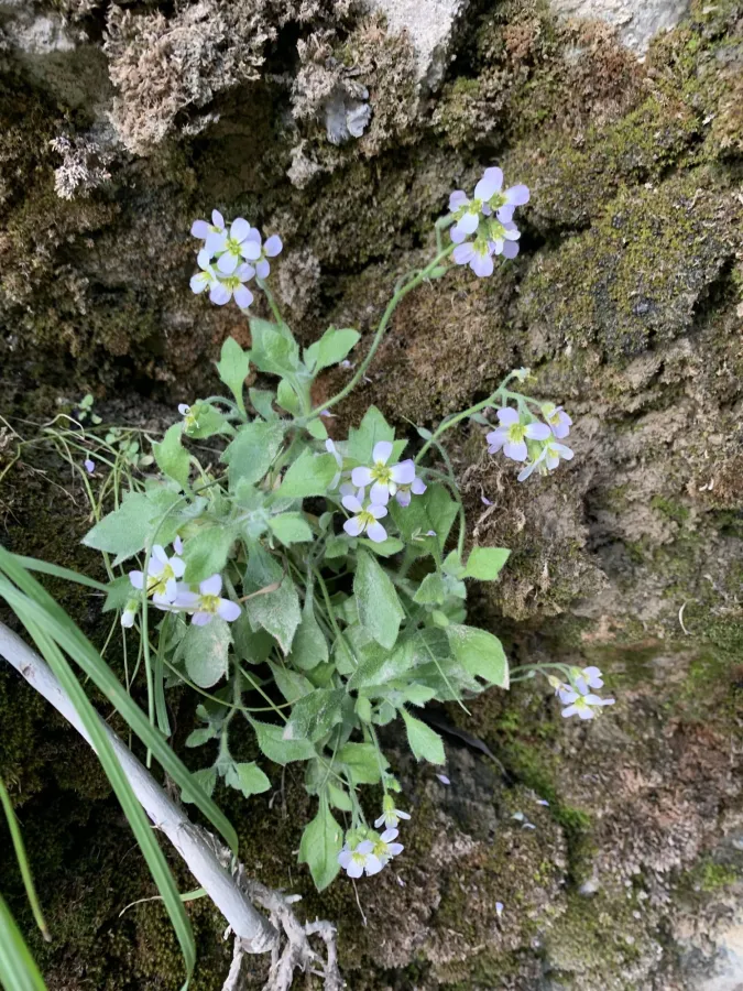 Aubrieta parviflora