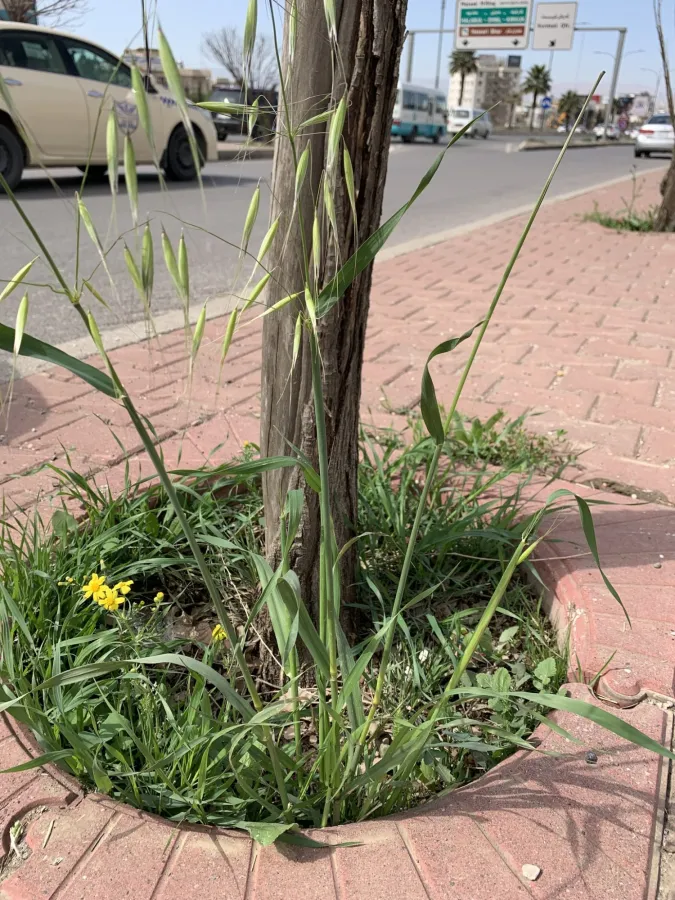 Avena sterilis