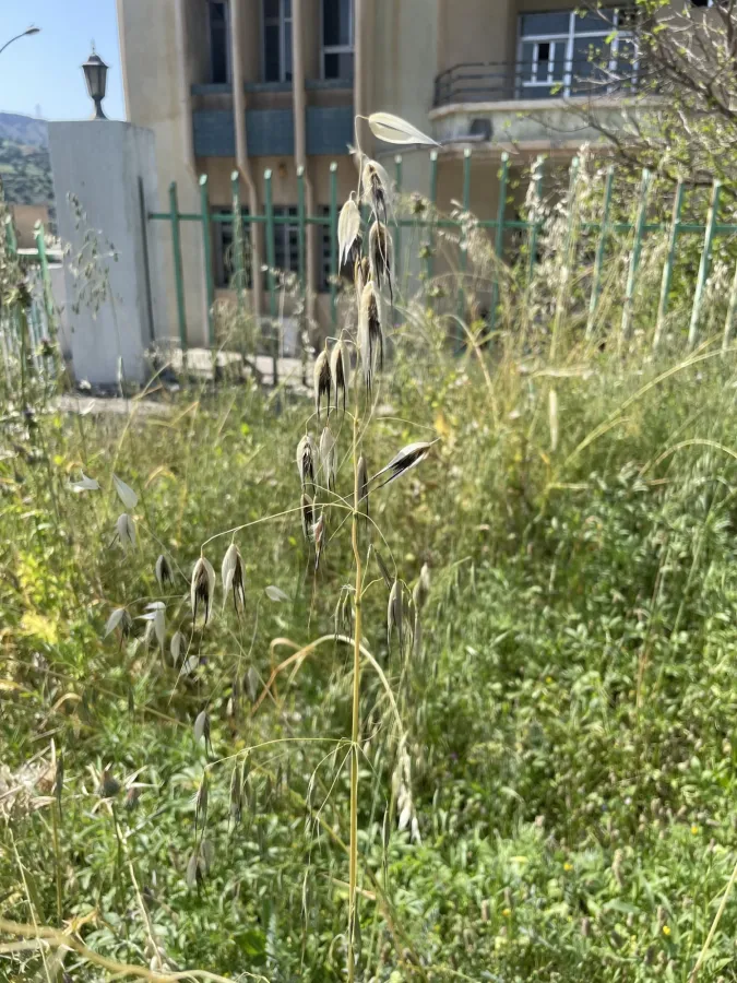 Avena sterilis