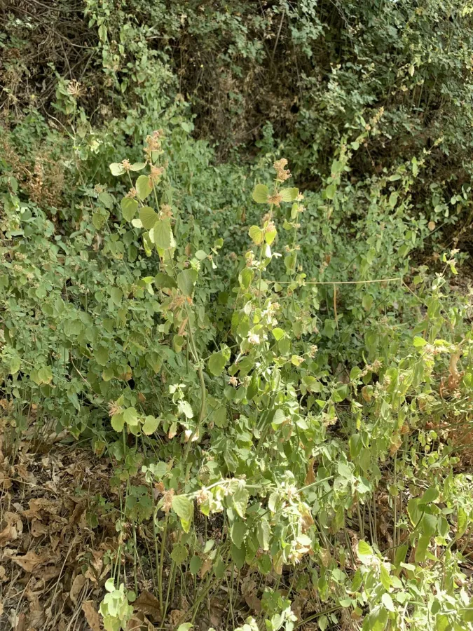 Ballota nigra