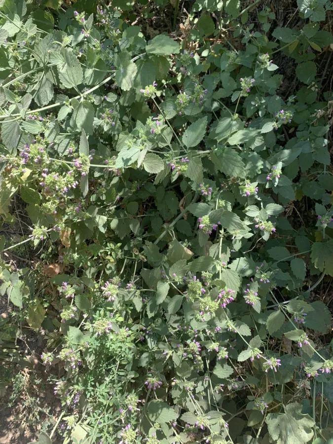 Ballota nigra