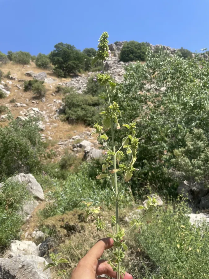 Ballota nigra