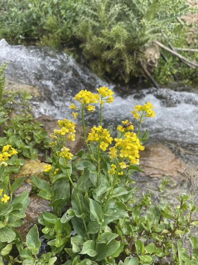 Barbarea plantaginea