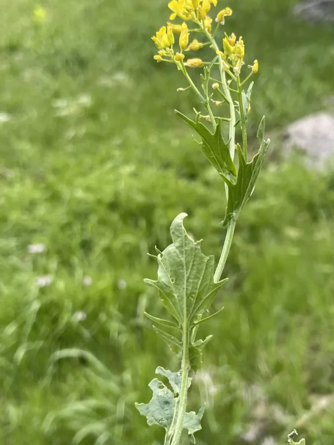 Barbarea plantaginea
