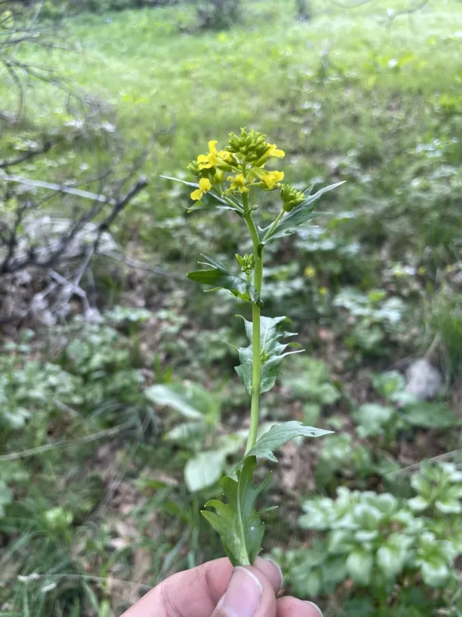 Barbarea plantaginea