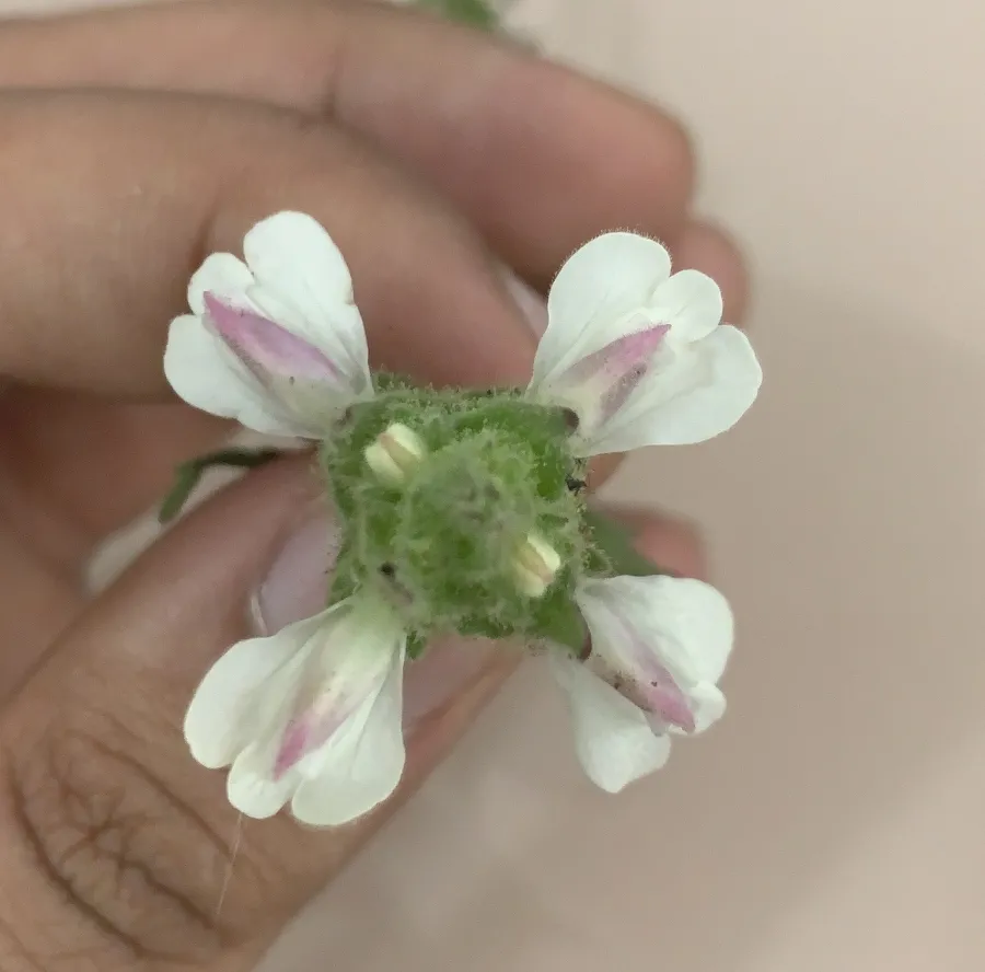 Bellardia trixago