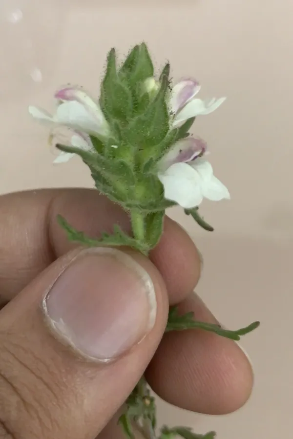 Bellardia trixago