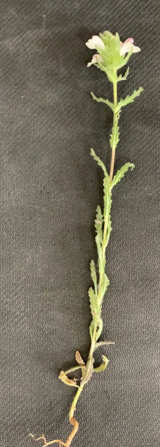 Bellardia trixago
