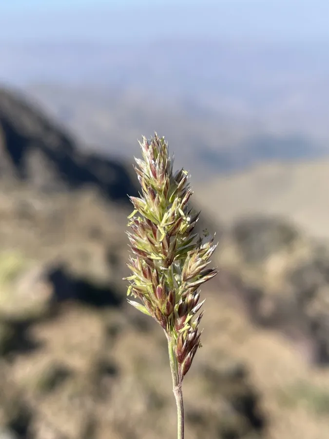 Bellardiochloa polychroa