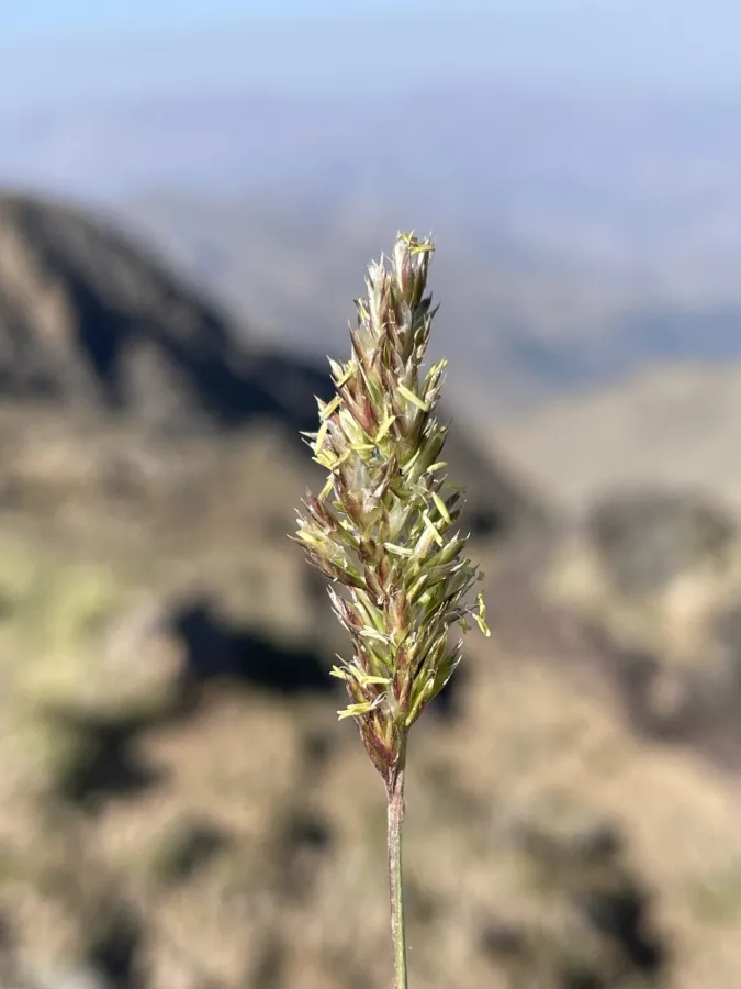 Bellardiochloa polychroa