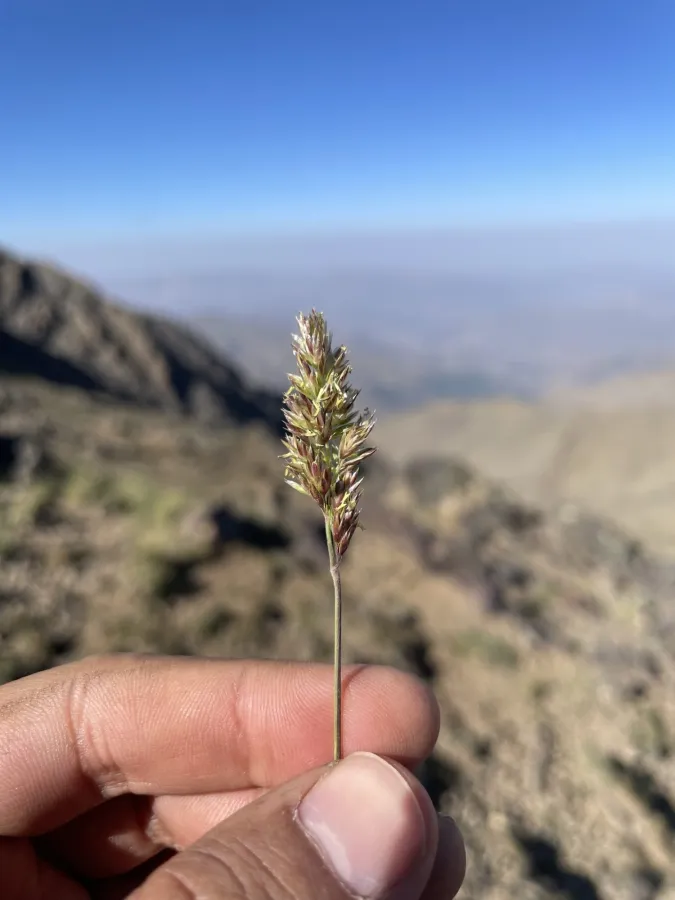 Bellardiochloa polychroa