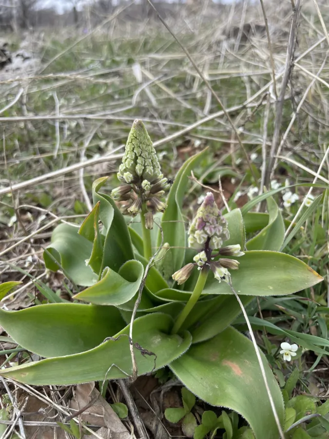 Bellevalia kurdistanica