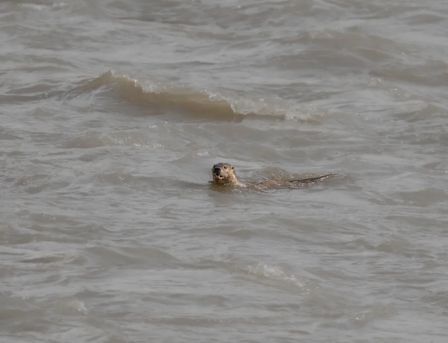 Eurasian  Otter